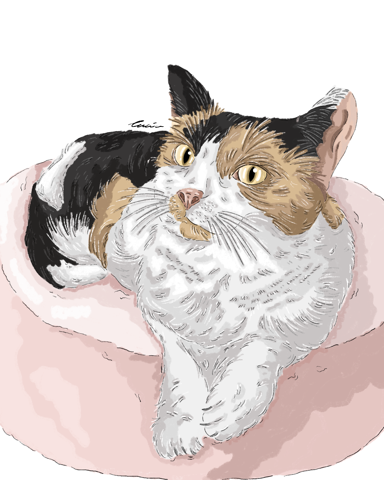 RETRATO DE GATO